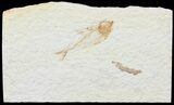 Bargain, Diplomystus Fossil Fish - Wyoming #67943-1